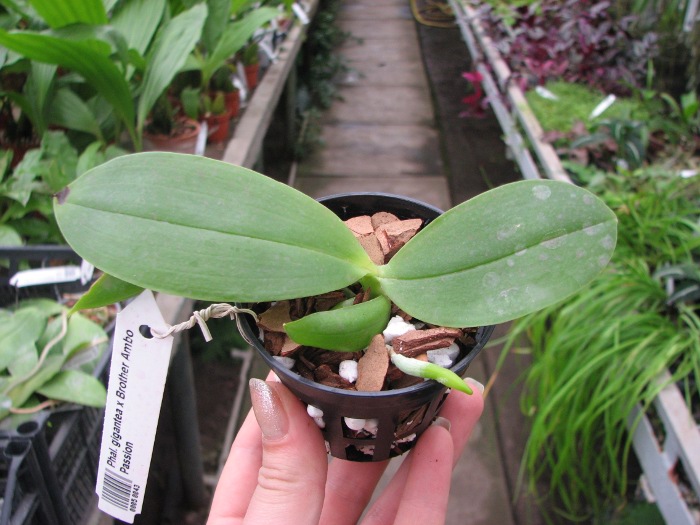 Phalaenopsis gigantea x Brother Ambo Passion.JPG