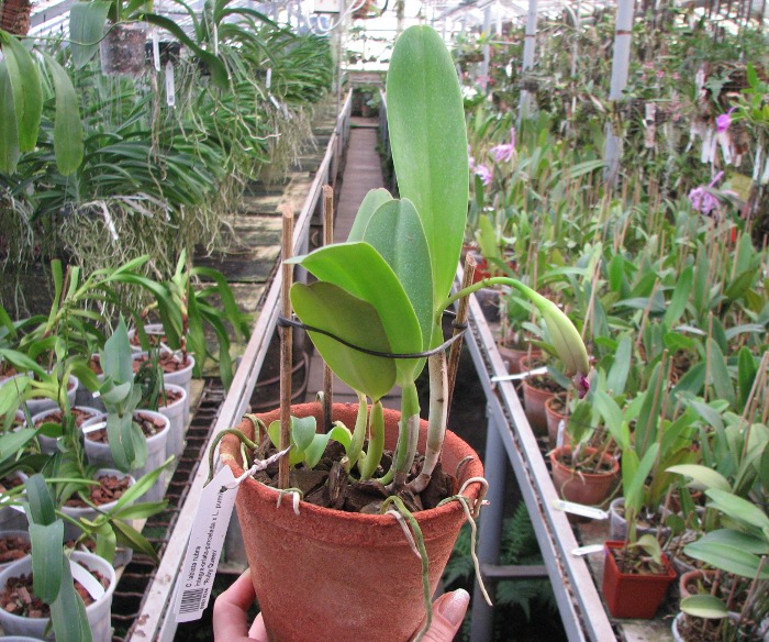 Cattleya labiata rubra integra-orlata-pincelada x Laelia pumila 'Ruby Queen'.JPG