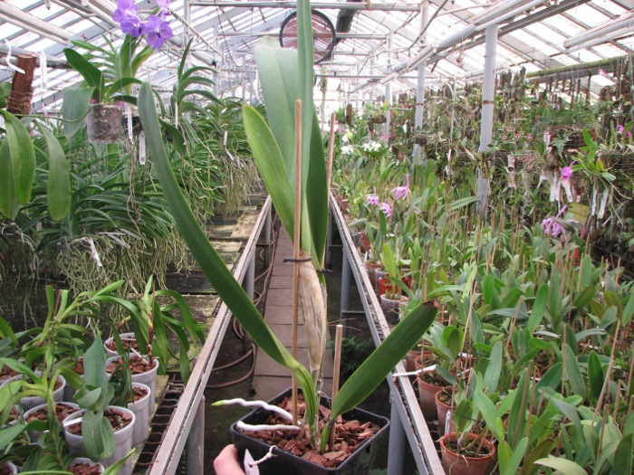 Laelia purpurata (Schusteriana x aco do Clito).JPG