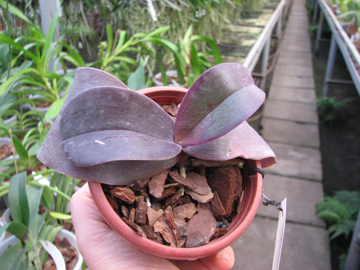 Phalaenopsis Penang x Phalaenopsis gigantea.jpg
