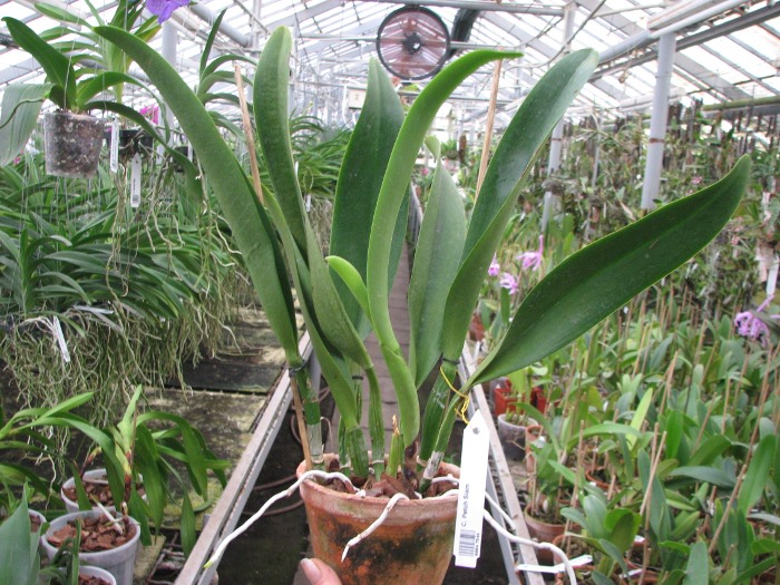 Cattleya Petch Siam.JPG