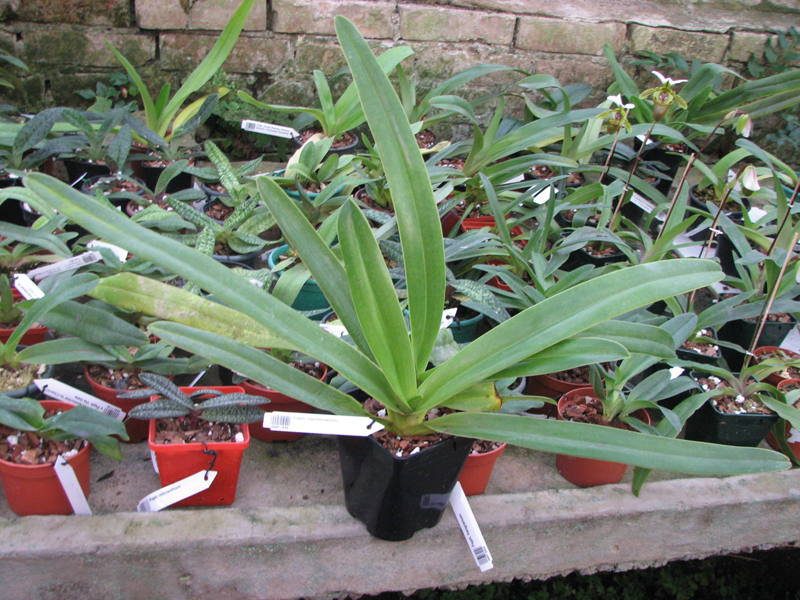 Paphiopedilum sanderianum.jpg