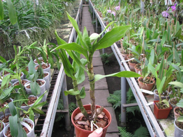 Dendrobium formosum.JPG