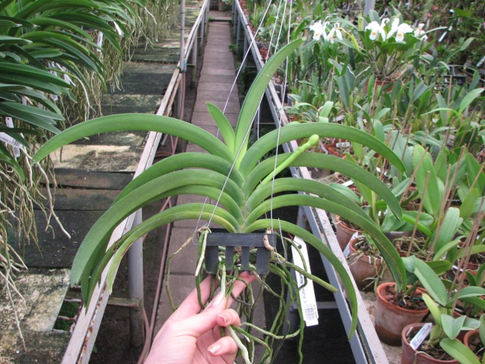 Vanda Kultana Scarlet.JPG
