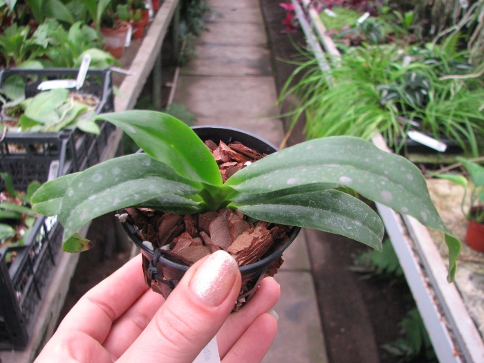 Phalaenopsis tetraspis alba x Vanda coerulea blue.JPG