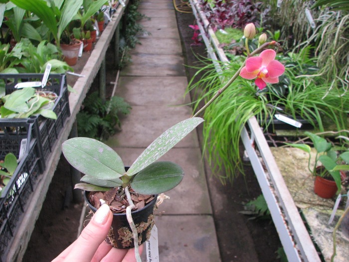 Phalaenopsis Tying Shin Smart.JPG