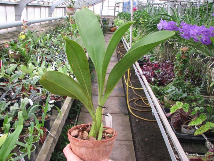 Grammatophyllum stapeliiflorum.JPG