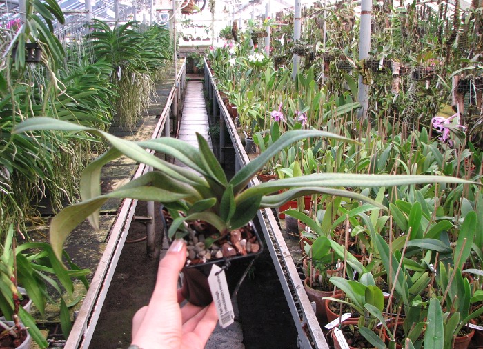 Paphiopedilum Gloria Naugle (rothschildianum x micranthum).JPG