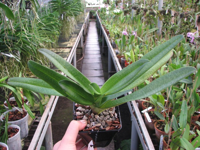 Paphiopedilum Dollgoldi (armeniacum x rothschildianum).JPG