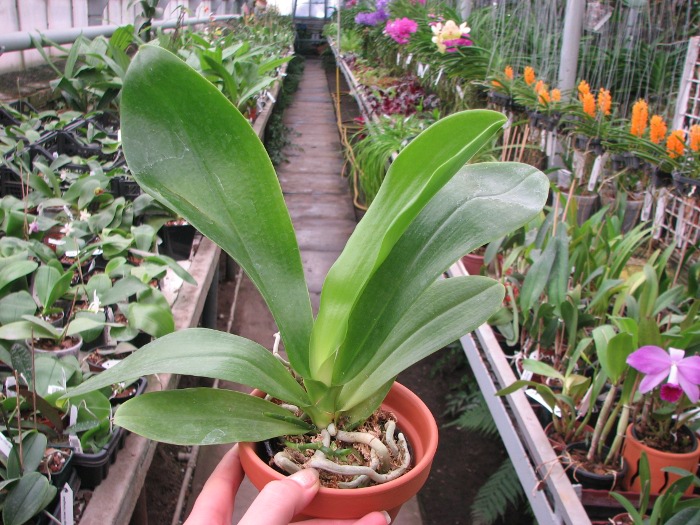 Phalaenopsis lueddemanniana.JPG