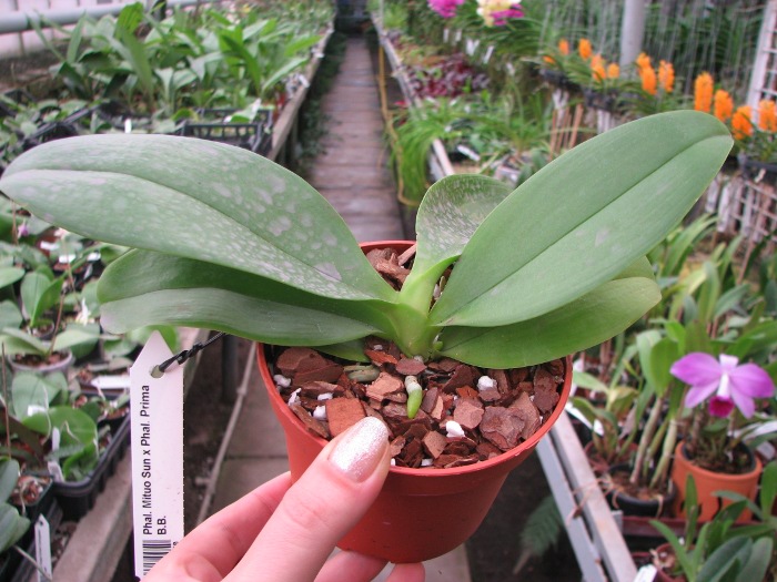 Phalaenopsis Mituo Sun x Phalaenopsis Prima B.B..JPG