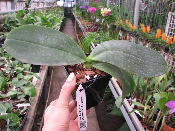 Phalaenopsis David Lim (P. amboinensis x P. gigantea).JPG