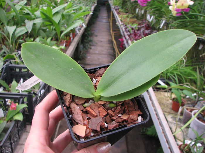 Phalaenopsis Natasha 'Aiko'.JPG