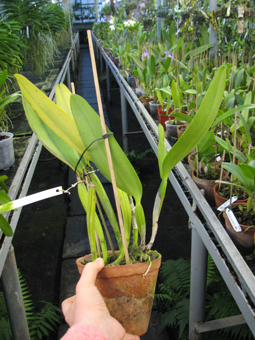 Cattleya labiata tipo 'Eduardo'.jpg