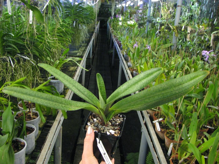 Paphiopedilum Gloria Naugle (rothschildianum x micranthum).JPG