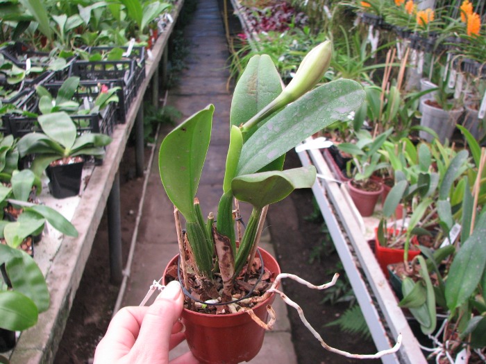 Brassocattleya Chief Pink 'Diana'.JPG