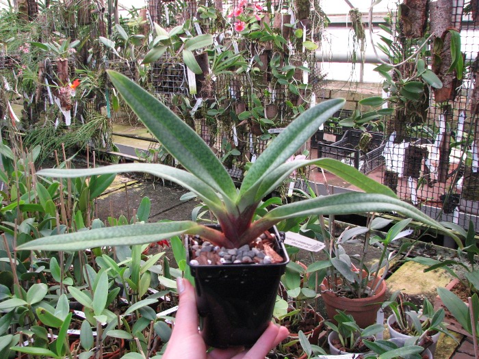 Paphiopedilum Gloria Naugle (rothschildianum x micranthum).JPG