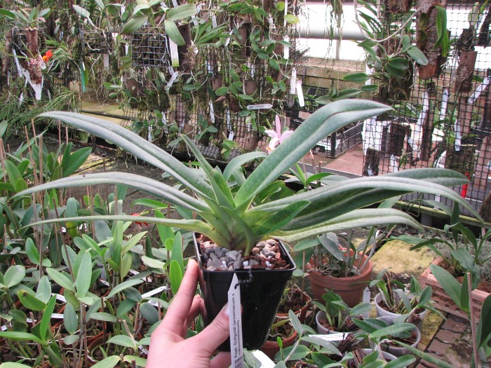 Paphiopedilum Dollgoldi (armeniacum x rothschildianum).JPG