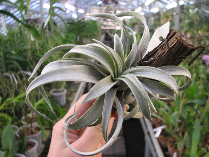 Tillandsia chiapensis.JPG