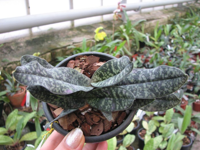 Paphiopedilum Ho Chi Minh (delenatii x vietnamense).JPG