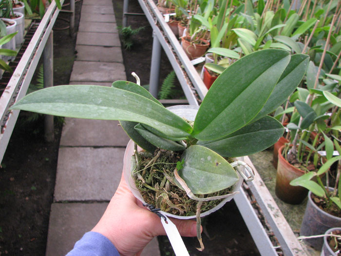 Phalaenopsis Liu's Berry 'Orch House'.jpg