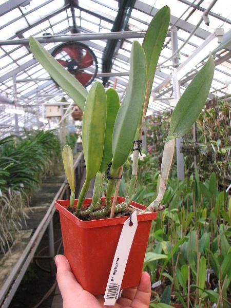 Rhyncholaelia digbyana.JPG
