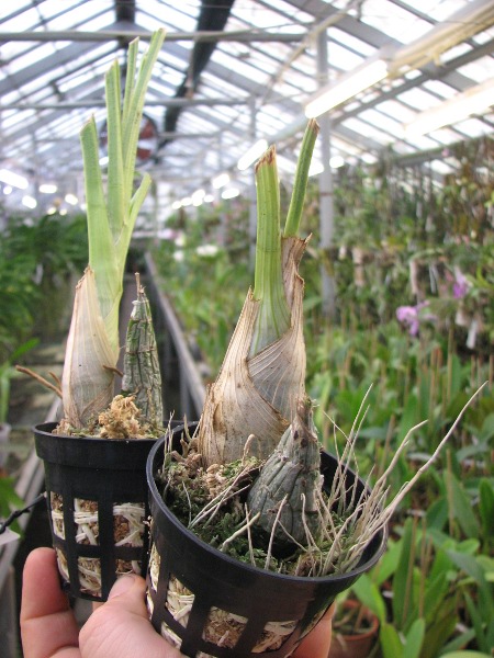Clowesia Grace Dunn 'Chadds Ford'.JPG