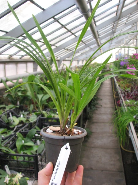 Cymbidium Sunny Moon.JPG