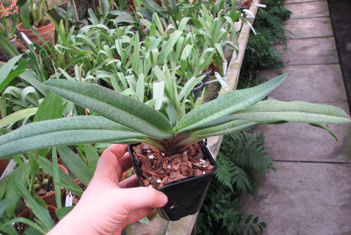 Paphiopedilum Gloria Naugle (rothschildianum x micranthum)3.JPG
