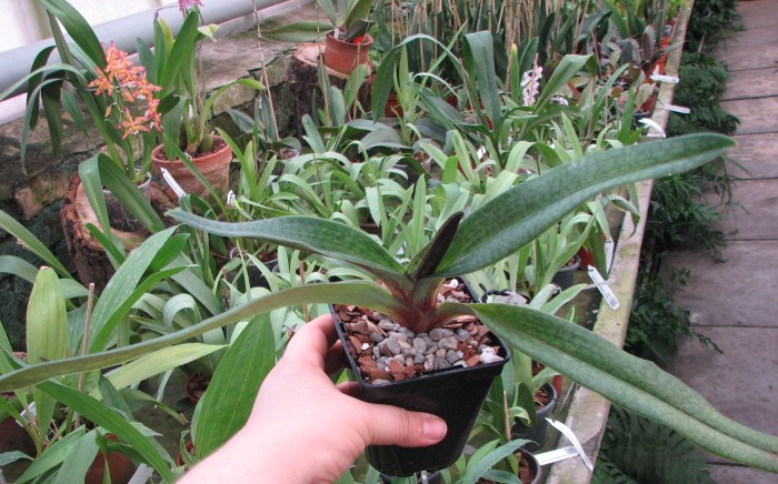 Paphiopedilum Gloria Naugle (rothschildianum x micranthum)2.JPG