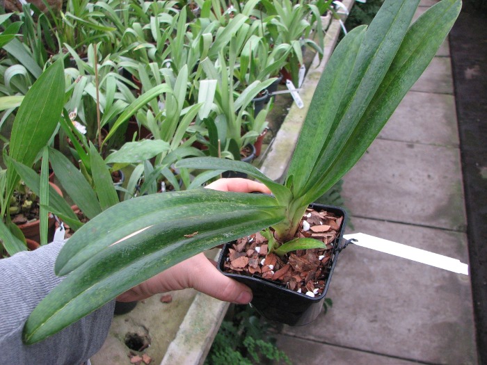Paphiopedilum Dollgoldi (armeniacum x rothschildianum)3.JPG