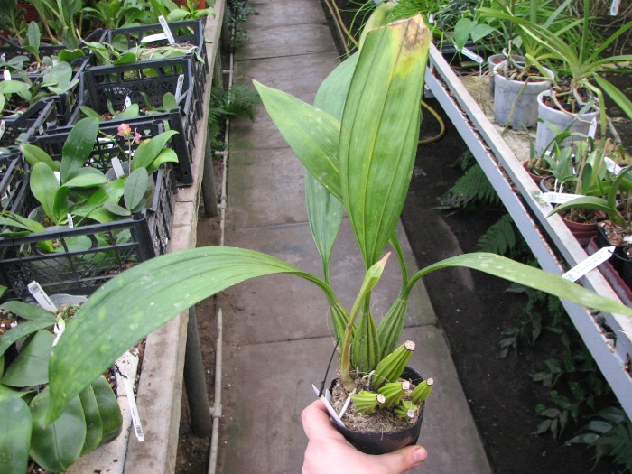 Coryanthes macrantha 'KS' x self.JPG
