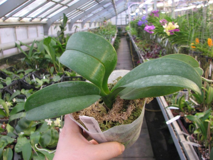 Phalaenopsis Brother Spring Dancer.JPG