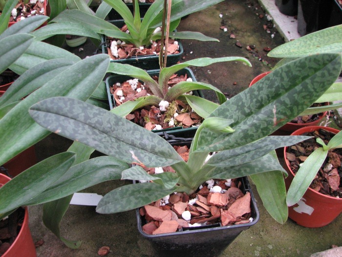 Paphiopedilum venustum alba.JPG
