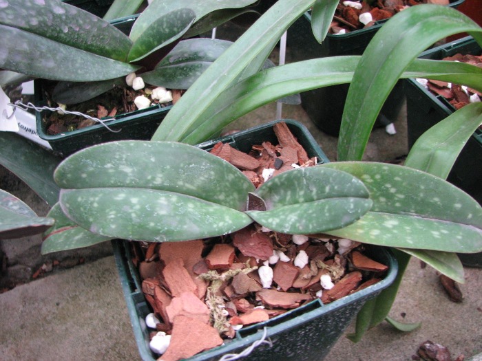 Paphiopedilum bellatulum.JPG