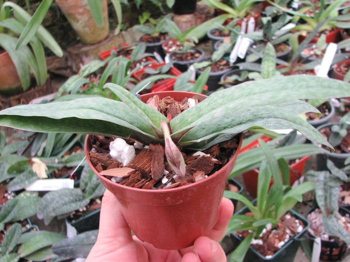 Paphiopedilum bellatulum x spicerianum.JPG