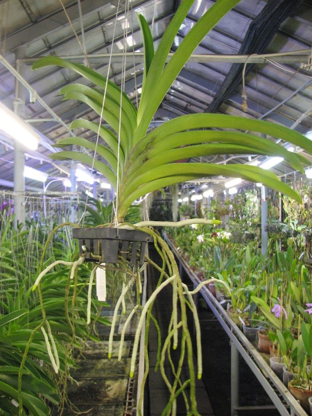 Vanda Kultana Gold x Ascocenda Kultana White Will.JPG