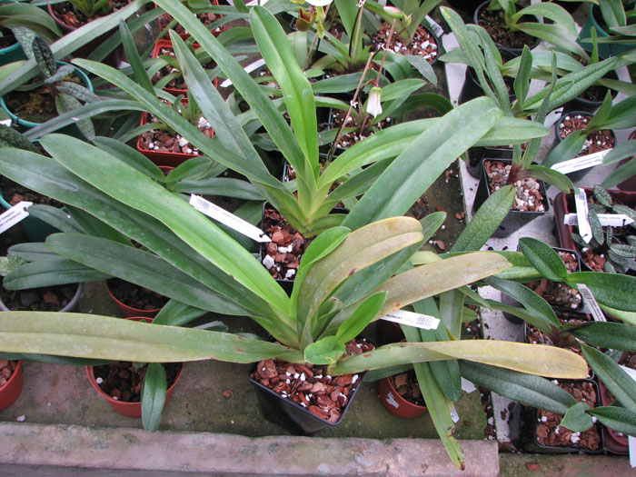 Paphiopedilum sanderianum.jpg