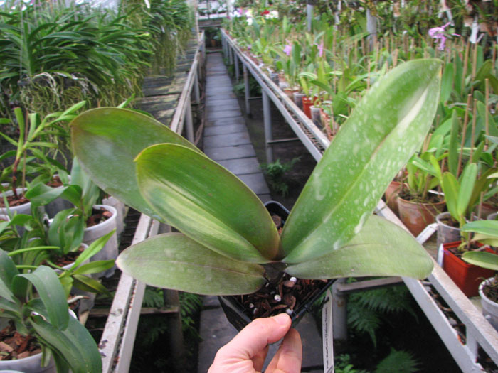 Phalaenopsis stuartiana (Yellow Strain).jpg