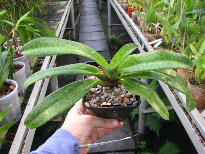 Paphiopedilum Dark Spell 'Ruby' x Paphiopedilum St Swithin 'Swallow'.jpg