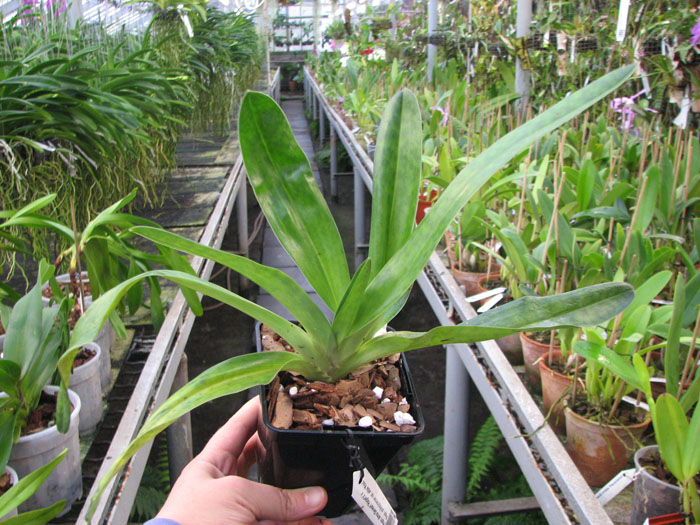 Paphiopedilum Alma Geveart 'Hager's' x Paphiopedilum philippinense var alba 'Kou'.JPG