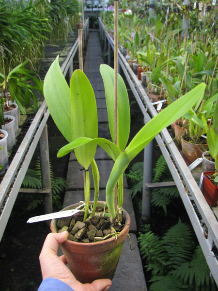 Cattleya quadricolor semi alba x Cattleya quadricolor semi alba 'Pompeu'.jpg