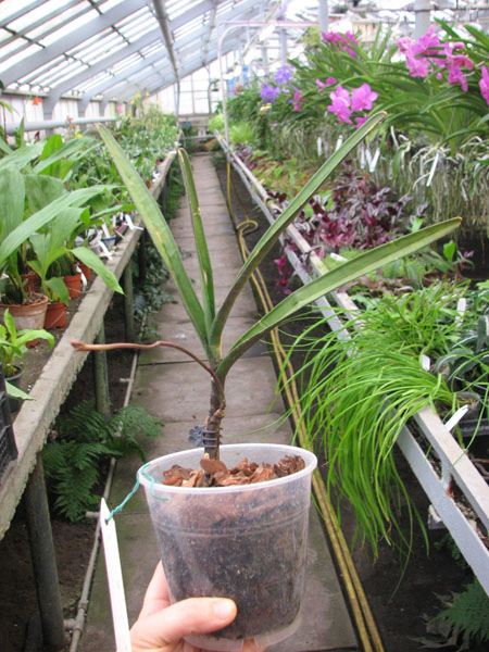 Renanthera matutina.jpg
