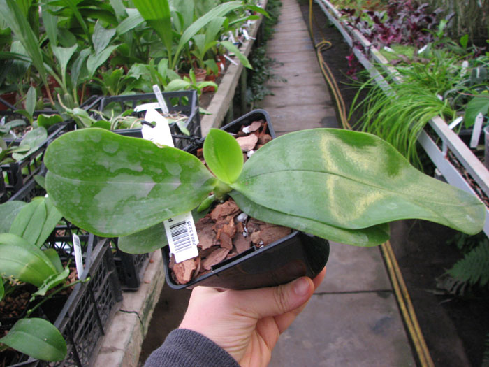 Phalaenopsis Princess Kaiulani 'Miki'.jpg