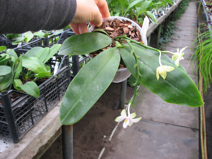 Phalaenopsis violacea alba.jpg