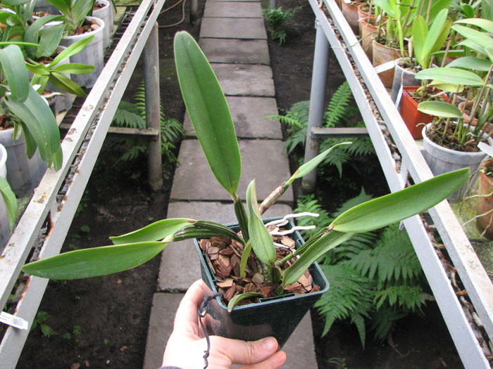 Cattleya luteola.jpg