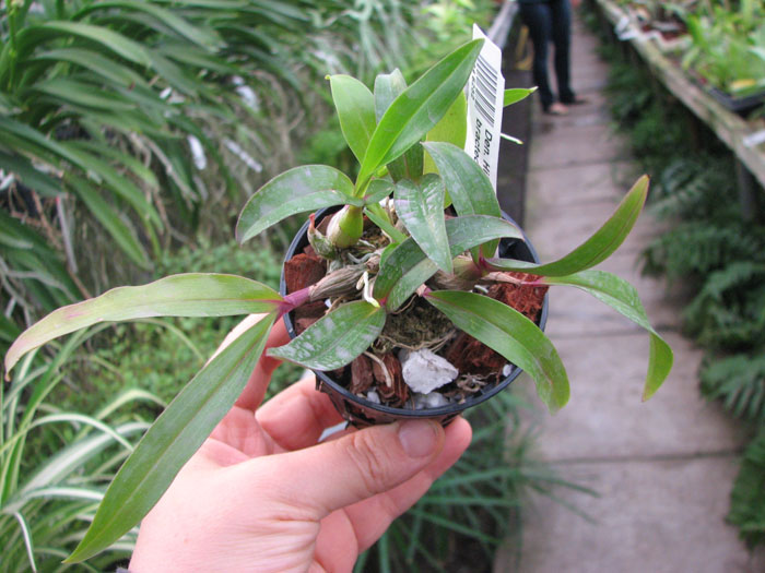 Dendrobium Hibiki (laevifolium x bracteosum).jpg