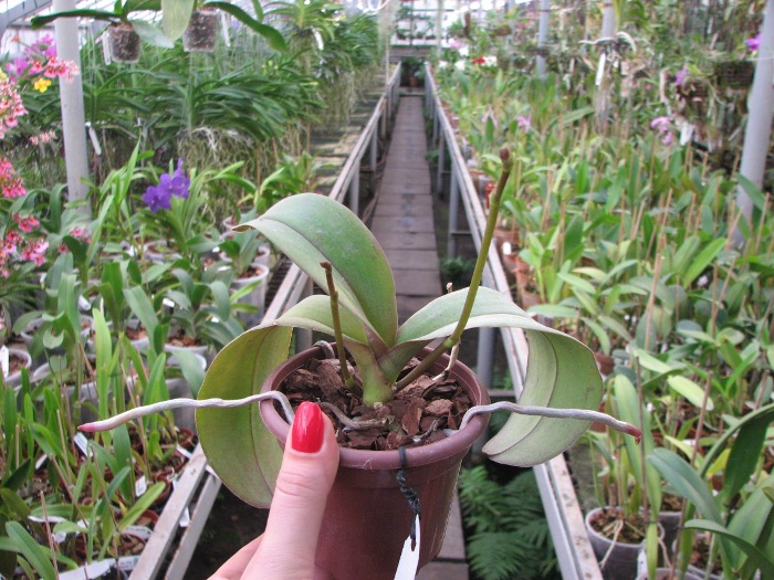 Phalaenopsis Everspring Prince 'Butterfly'.JPG