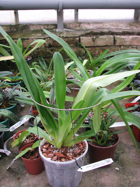 Paphiopedilum Lady Isabell (rothschildianum x stonei).jpg