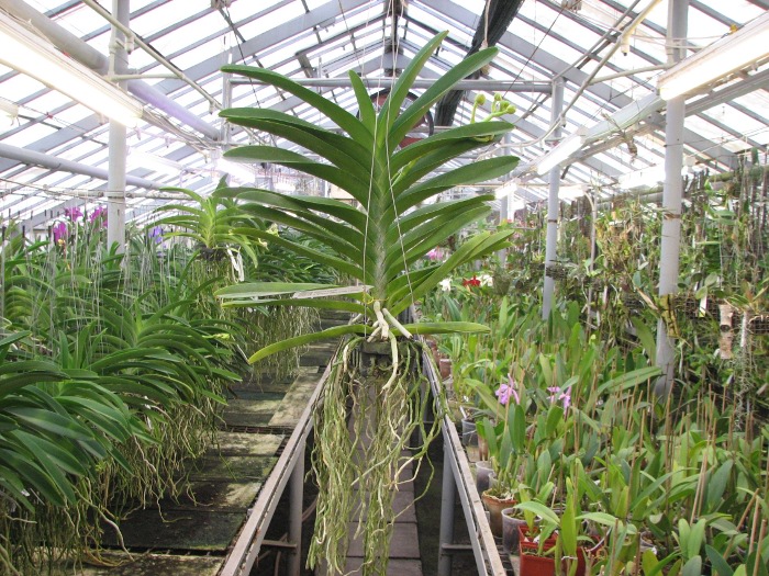 Vanda Kultana Dark Violet x Ascocenda Kultana Flame.JPG